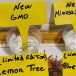 1-Barney`s Farm y Toni13: Lemon Tree, GMO, Mimosa x Orange Punch y Blue S.S