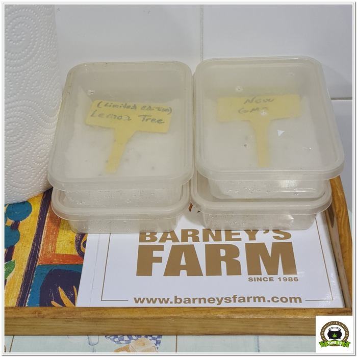 Barney`s Farm y Toni13: Lemon Tree, GMO, Mimosa x Orange Punch y Blue S.S-2