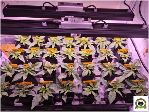 Autocultivar marihuana es una cosa, y el cultivo profesional otra muy diferente-7