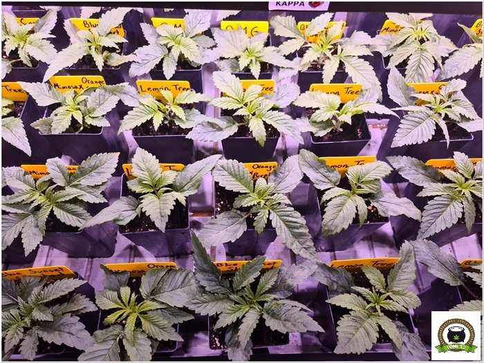 4-Barney`s Farm y Toni13: Lemon Tree, GMO, Mimosa x Orange Punch y Blue S.S-2