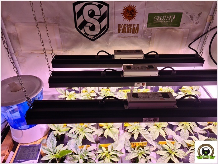 4-Barney`s Farm y Toni13: Lemon Tree, GMO, Mimosa x Orange Punch y Blue S.S-3