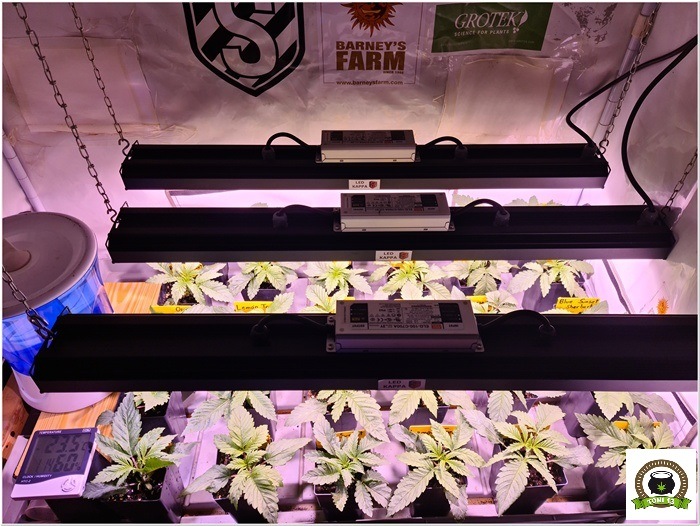 4-Barney`s Farm y Toni13: Lemon Tree, GMO, Mimosa x Orange Punch y Blue S.S-4