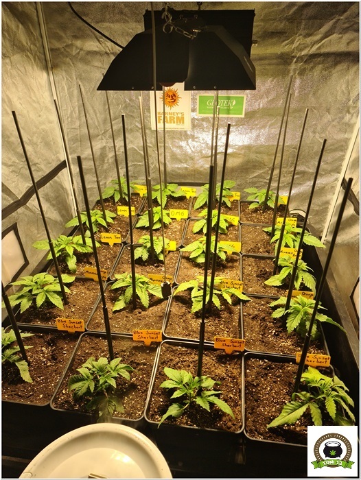 4-Barney`s Farm y Toni13: Lemon Tree, GMO, Mimosa x Orange Punch y Blue S.S-5