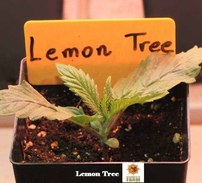 3-Barney`s Farm y Toni13: Lemon Tree, GMO, Mimosa x Orange Punch y Blue S.S-3