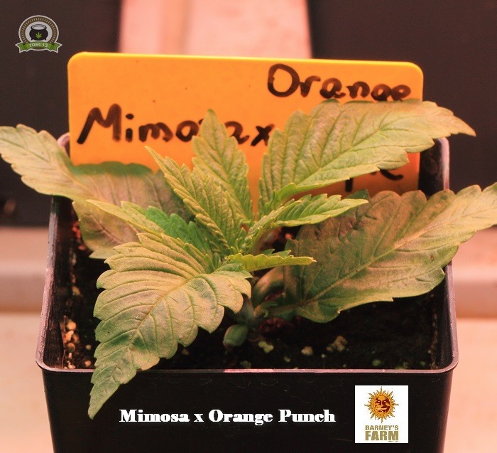 3-Barney`s Farm y Toni13: Lemon Tree, GMO, Mimosa x Orange Punch y Blue S.S-5