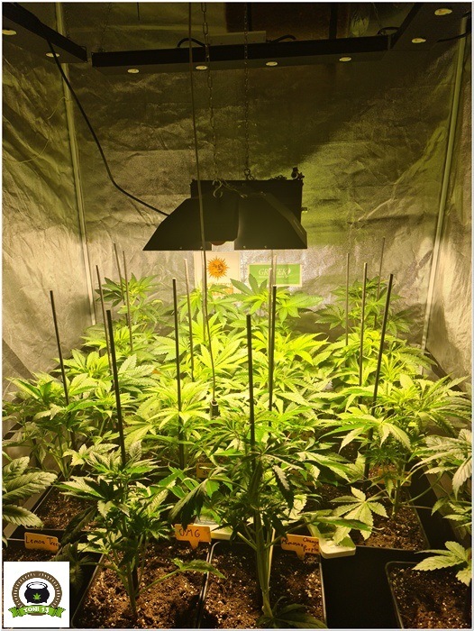 7-Barney`s Farm y Toni13: Lemon Tree, GMO, Mimosa x Orange Punch y Blue S.S-1