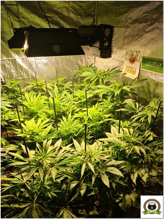 7-Barney`s Farm y Toni13: Lemon Tree, GMO, Mimosa x Orange Punch y Blue S.S-2