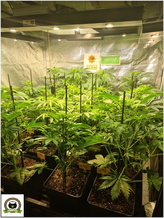 7-Barney`s Farm y Toni13: Lemon Tree, GMO, Mimosa x Orange Punch y Blue S.S-3