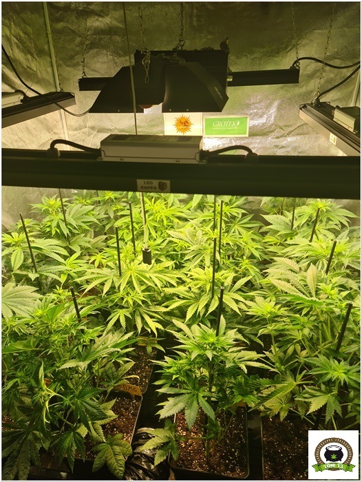 7-Barney`s Farm y Toni13: Lemon Tree, GMO, Mimosa x Orange Punch y Blue S.S-4