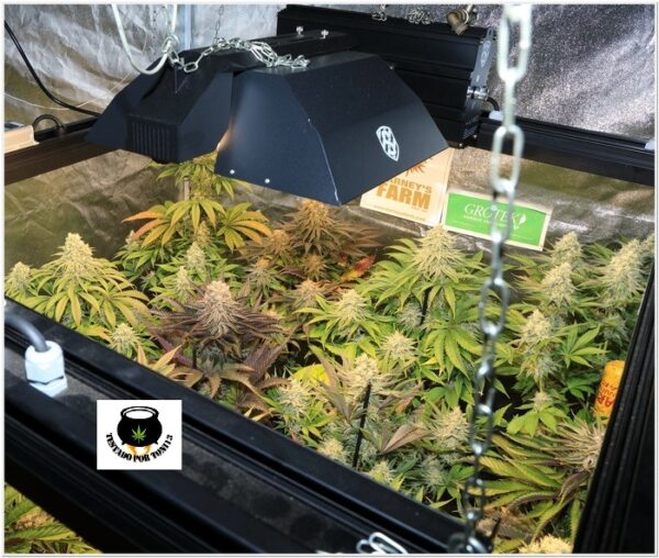 Autocultivar marihuana es una cosa, y el cultivo profesional otra muy diferente-4