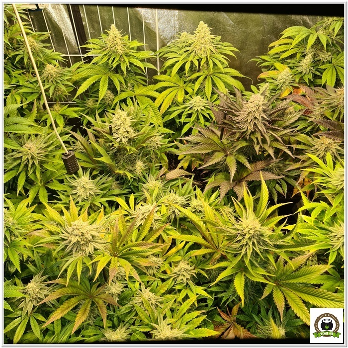 11-Barney`s Farm y Toni13: Lemon Tree, GMO, Mimosa x Orange Punch y Blue S.S-2