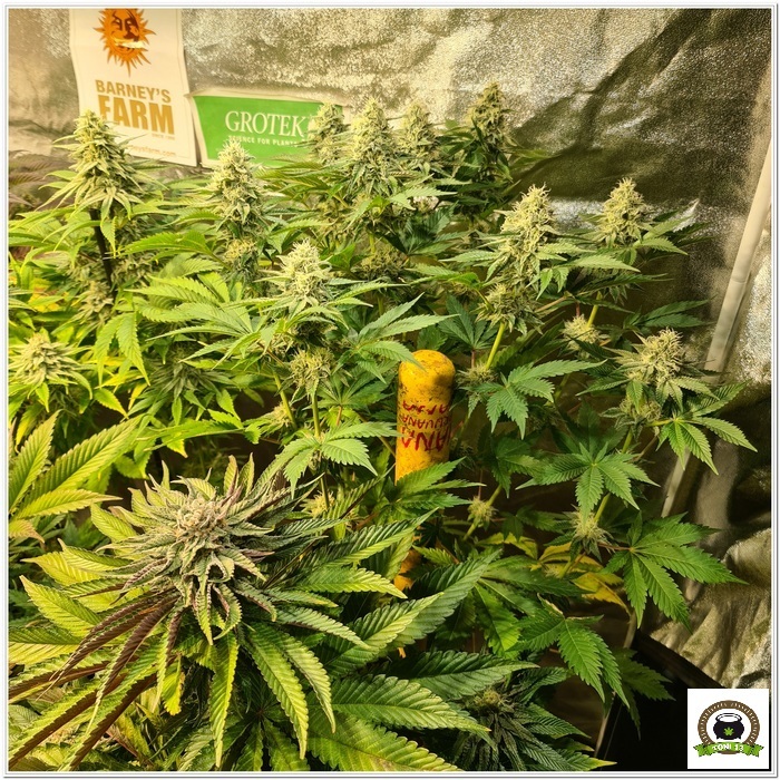 11-Barney`s Farm y Toni13: Lemon Tree, GMO, Mimosa x Orange Punch y Blue S.S-3