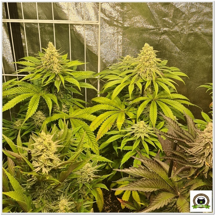 11-Barney`s Farm y Toni13: Lemon Tree, GMO, Mimosa x Orange Punch y Blue S.S-5