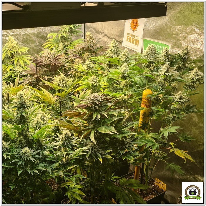 11-Barney`s Farm y Toni13: Lemon Tree, GMO, Mimosa x Orange Punch y Blue S.S-4