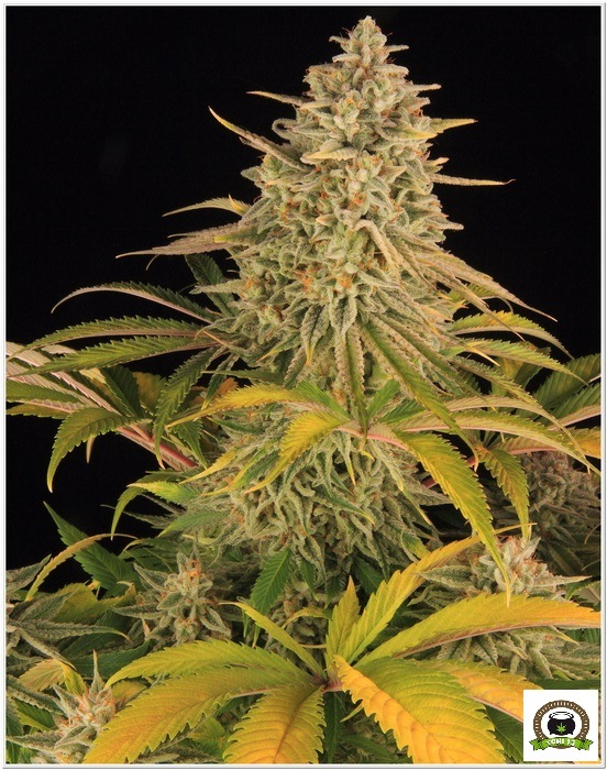 16-Barney`s Farm y Toni13: Blue Sunset Sherbert-11