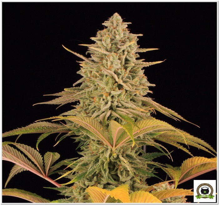 16-Barney`s Farm y Toni13: Blue Sunset Sherbert-12