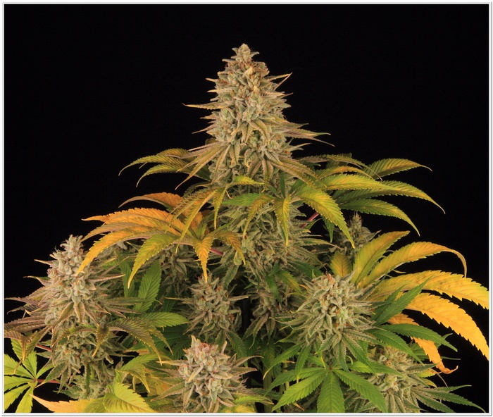 16-Barney`s Farm y Toni13: Blue Sunset Sherbert-8