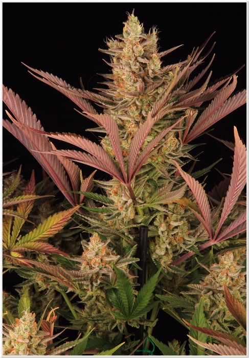 16-Barney`s Farm y Toni13: Blue Sunset Sherbert-8