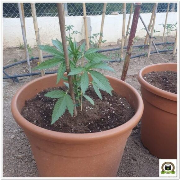Cultivo exterior marihuana