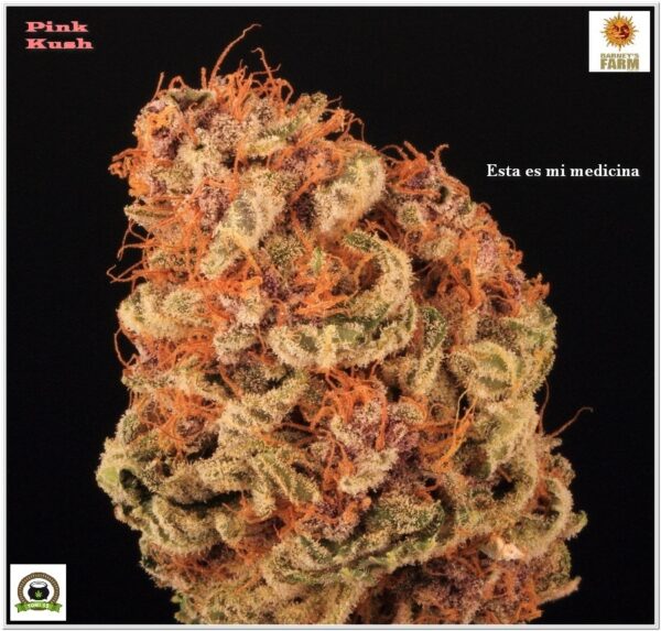 marihuana para el dolor