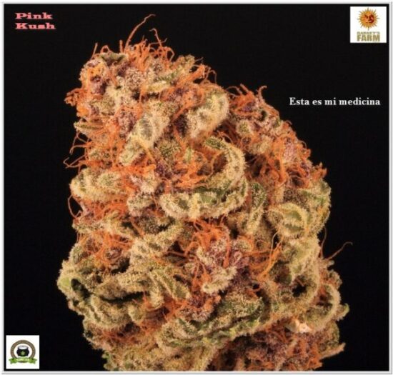 cogollo con 5 meses de curación, marihuana para el dolor