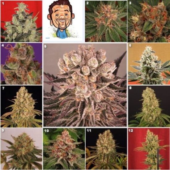 concurso semillas marihuana