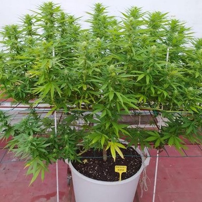 Seguimiento de cultivo de cannabis exterior en terraza. Por Toni13.