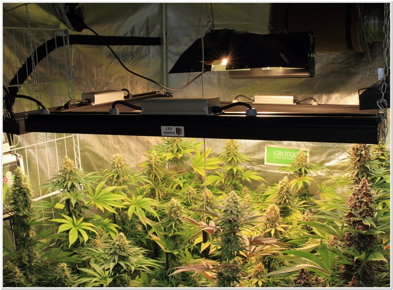 Autocultivar marihuana es una cosa, y el cultivo profesional otra muy diferente-3