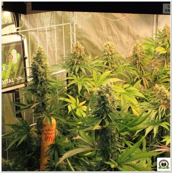 7 semanas y media. Actualización actual cultivo toni13-1