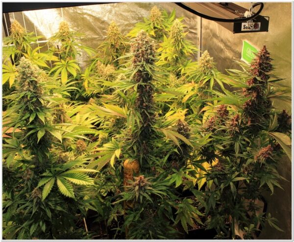 7 semanas y media. Actualización actual cultivo toni13-4