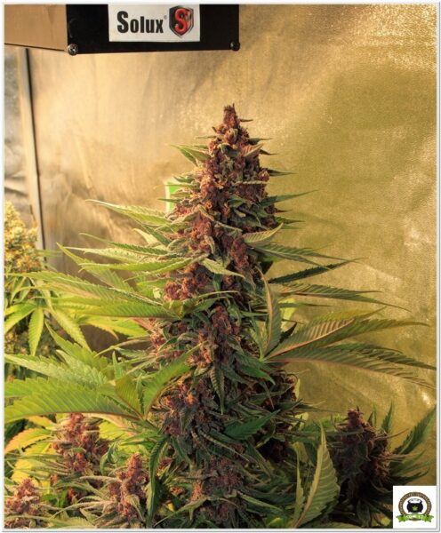 7 semanas y media. Actualización actual cultivo toni13-3