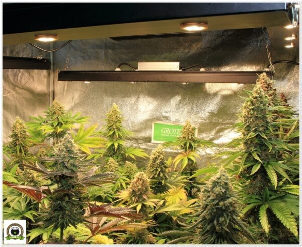7 semanas y media. Actualización actual cultivo toni13-1