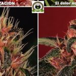 Hipocresía cannabica XI: El dolor no puede esperar