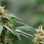 Fase de floración de la marihuana y mejores prácticas