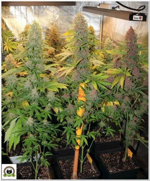 Autocultivar marihuana es una cosa, y el cultivo profesional otra muy diferente-5