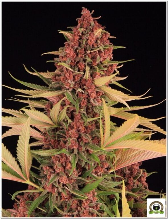 ayahuasca purple