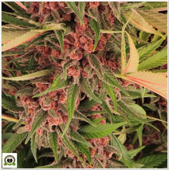 peyote purple