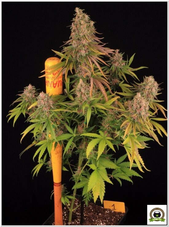 Peyote Purple toni13-5
