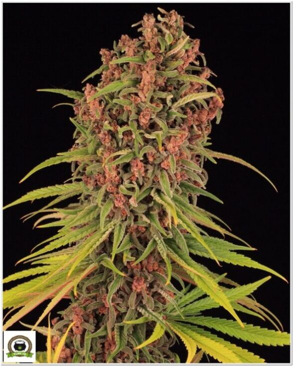 Variedad Nº2 Peyote Cookies y toni13-3