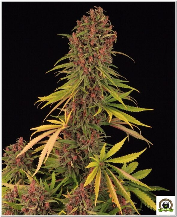 peyote cookies