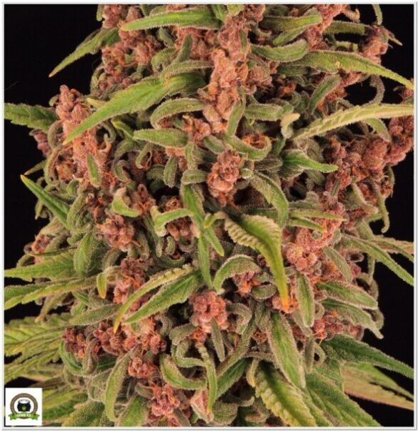 Variedad Nº2 Peyote Cookies y toni13-4