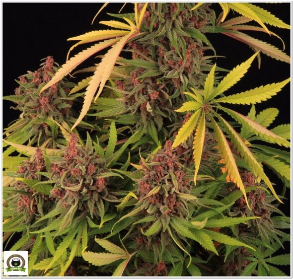 Variedad Nº2 Peyote Cookies y toni13-5
