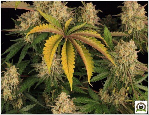 Variedad Nº2 Peyote Cookies y toni13-11