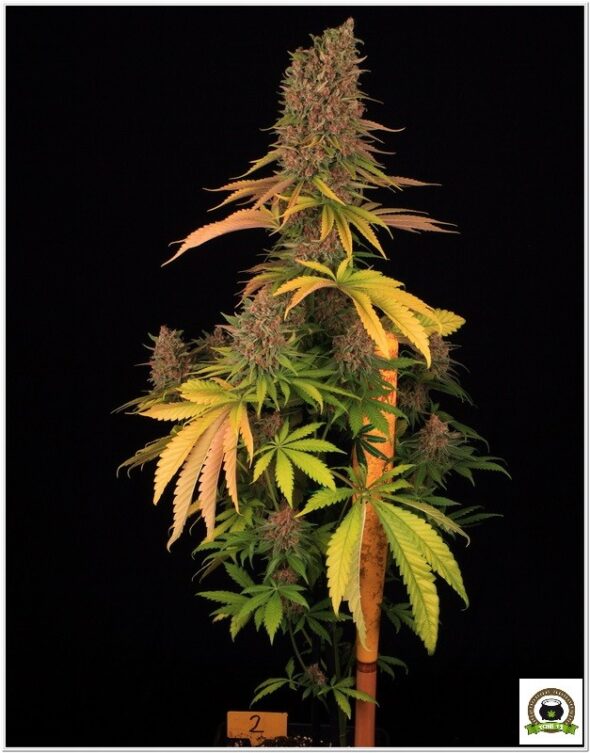 Variedad Nº2 Peyote Cookies y toni13-12