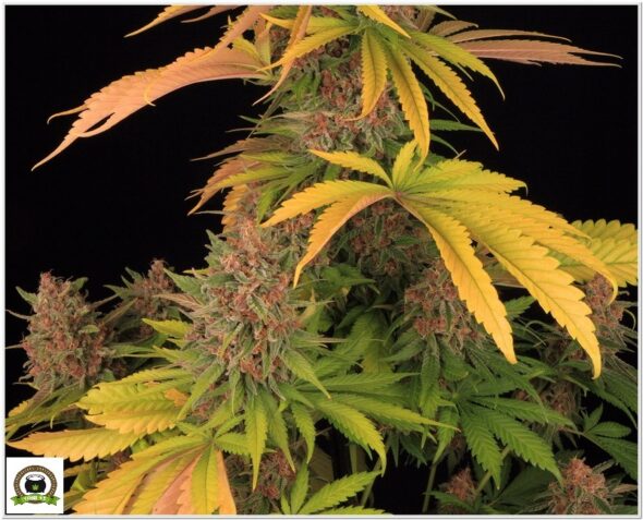 Variedad Nº2 Peyote Cookies y toni13-15