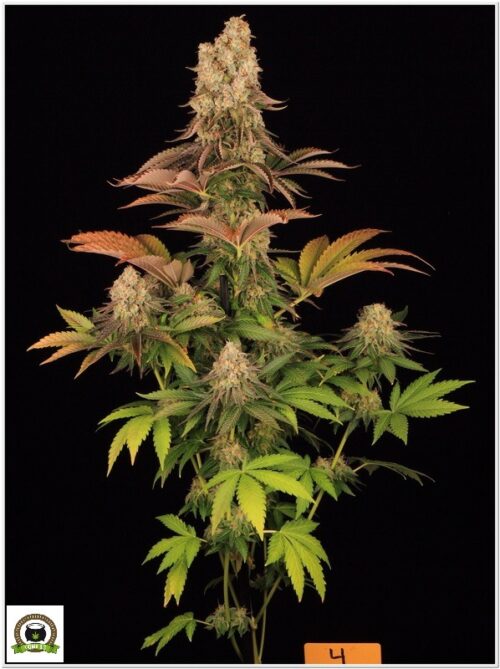watermelon zkittlez