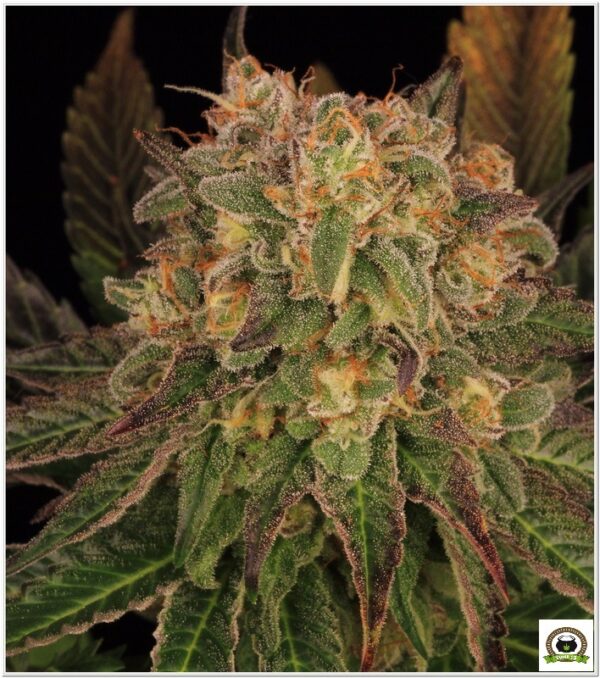 Watermelon Zkittlez