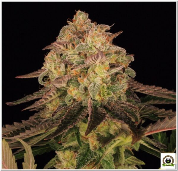 Watermelon Zkittlez