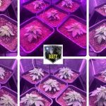 🌱 SCROG en armario de 1 metro cuadrado 5 plantas Bafy 💚 Primera parte