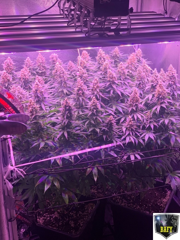 Lixiviar Marihuana